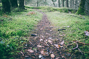 pathway-forest